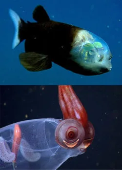 Many deep-sea critters, such as the barreleye fish (top) and cockatoo squid (bottom), have developed specialized eyes for navigating the ocean's twilight zone but unlike the cockeyed squid, they are always symmetrical