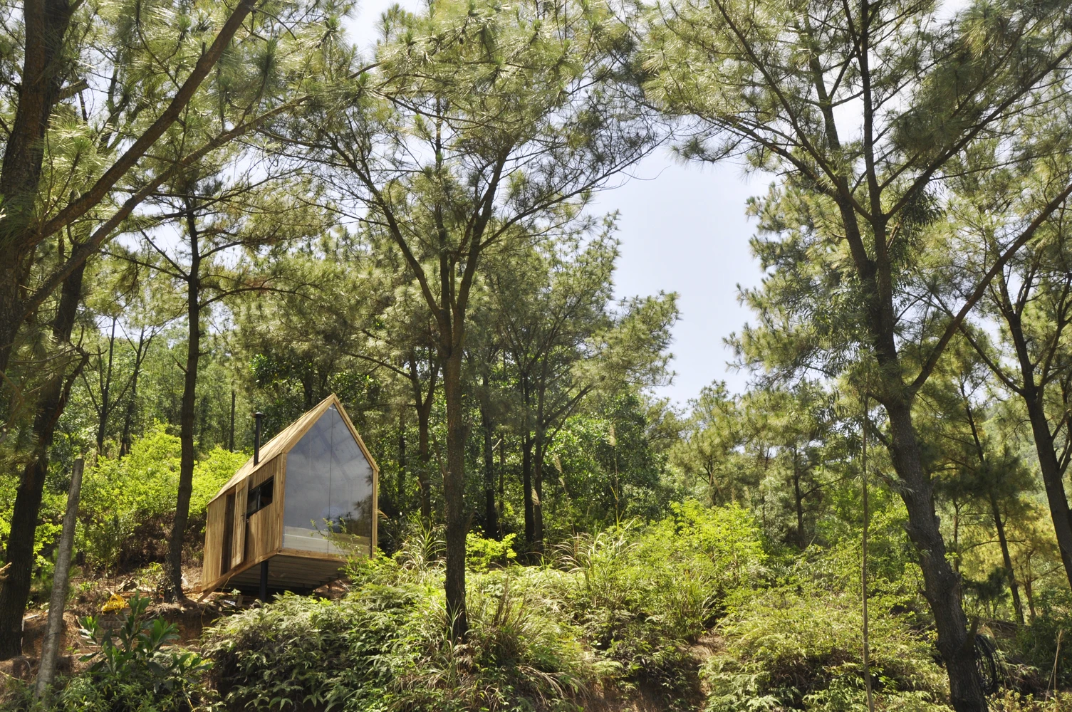 Forest House capitalizes on its surrounding views and lush setting