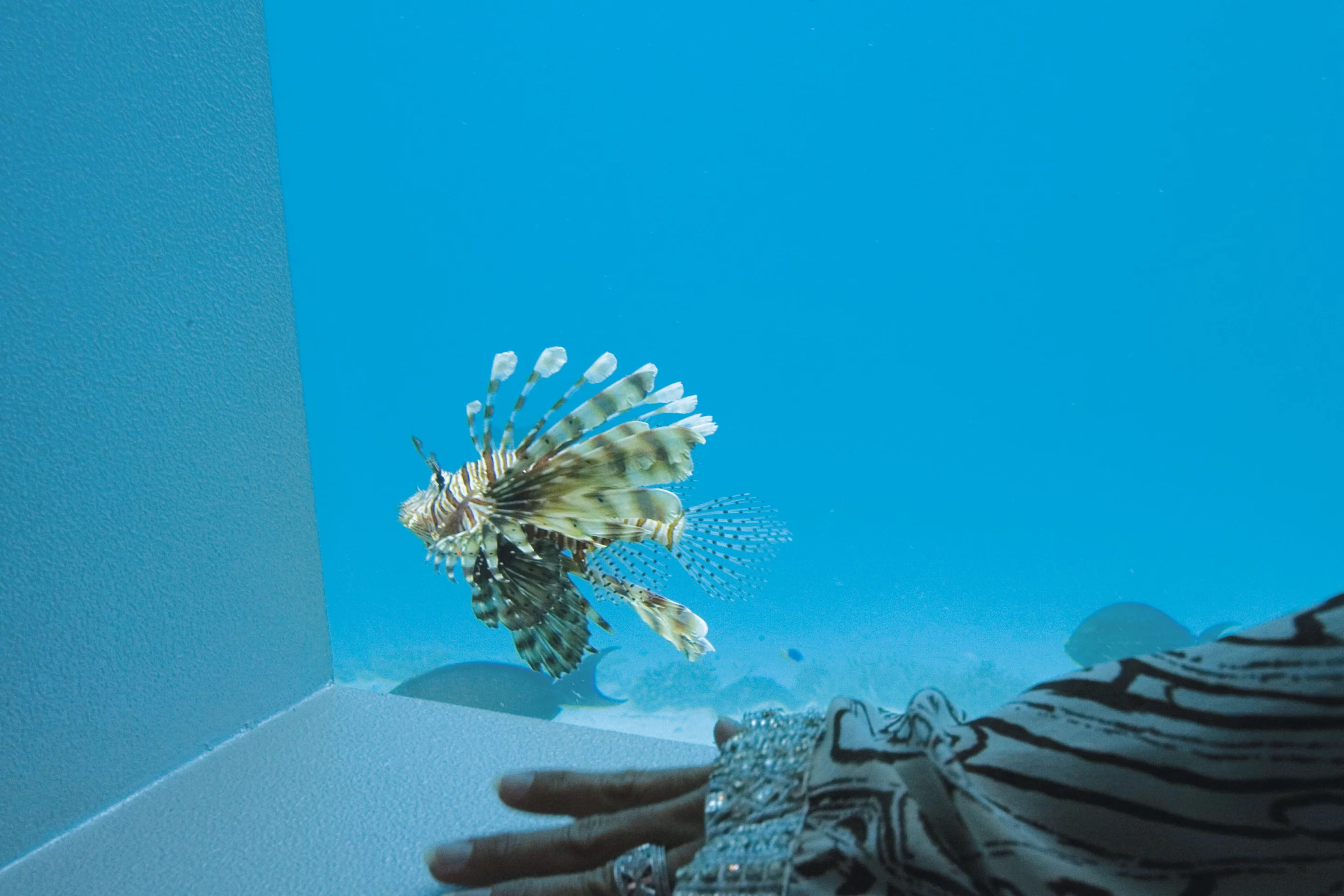 Local fish and underwater life can be observed while taking a massage