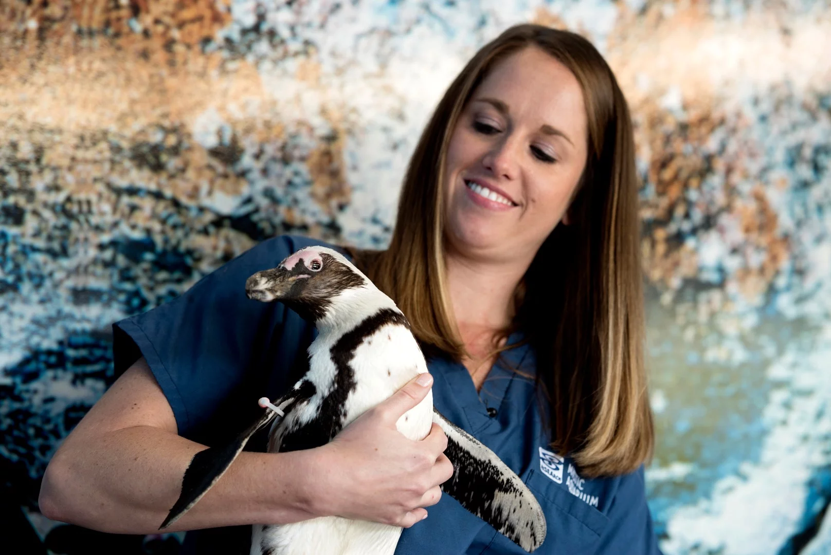Purps the penguin can now walk just as well as his peers