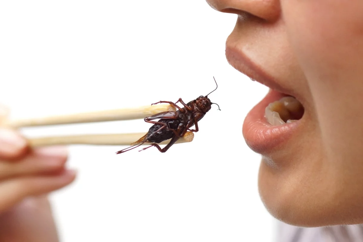 Eating crickets could boost levels of metabolic enzymes and beneficial gut bacteria