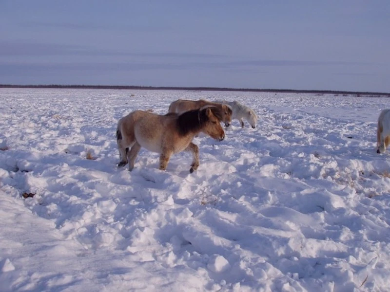Animals in Pleistocene Park will trample down snow, keeping the soil cold and slowing the thawing permafrost