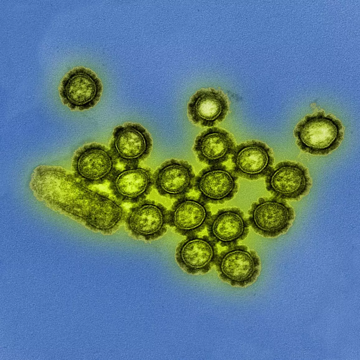 Antibiotics were found to disrupt the gut microbiome and reduce vaccine-induced antibodies developing in response to the H1N1 influenza virus