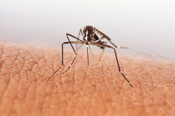 Mosquitos use four techniques to pierce skin without pain