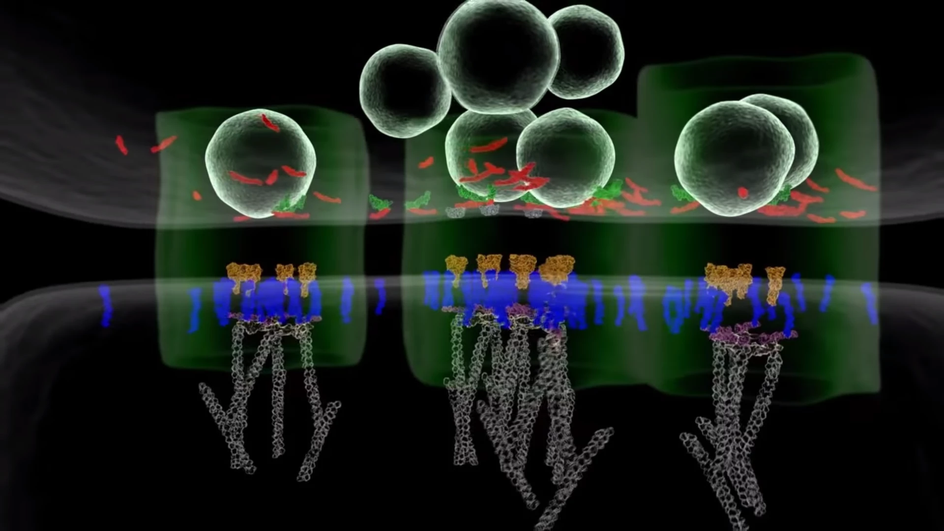Neurotransmitters cross the synaptic cleft – the gap between synapse and neuron – via a protein nanocolumn that spans the two cells