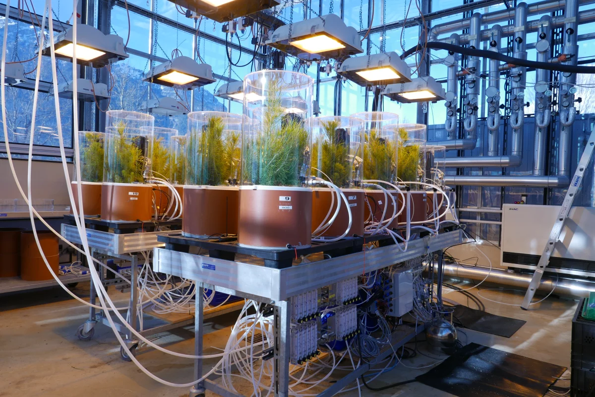Trees growing under simulated heat and drought conditions reveal that the negatives of increased atmospheric CO2 levels outweigh the benefits for plants