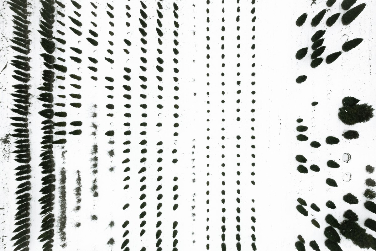 The Botanical Series: A look at reforestation tree nurseries in Germany where young trees are cultivated