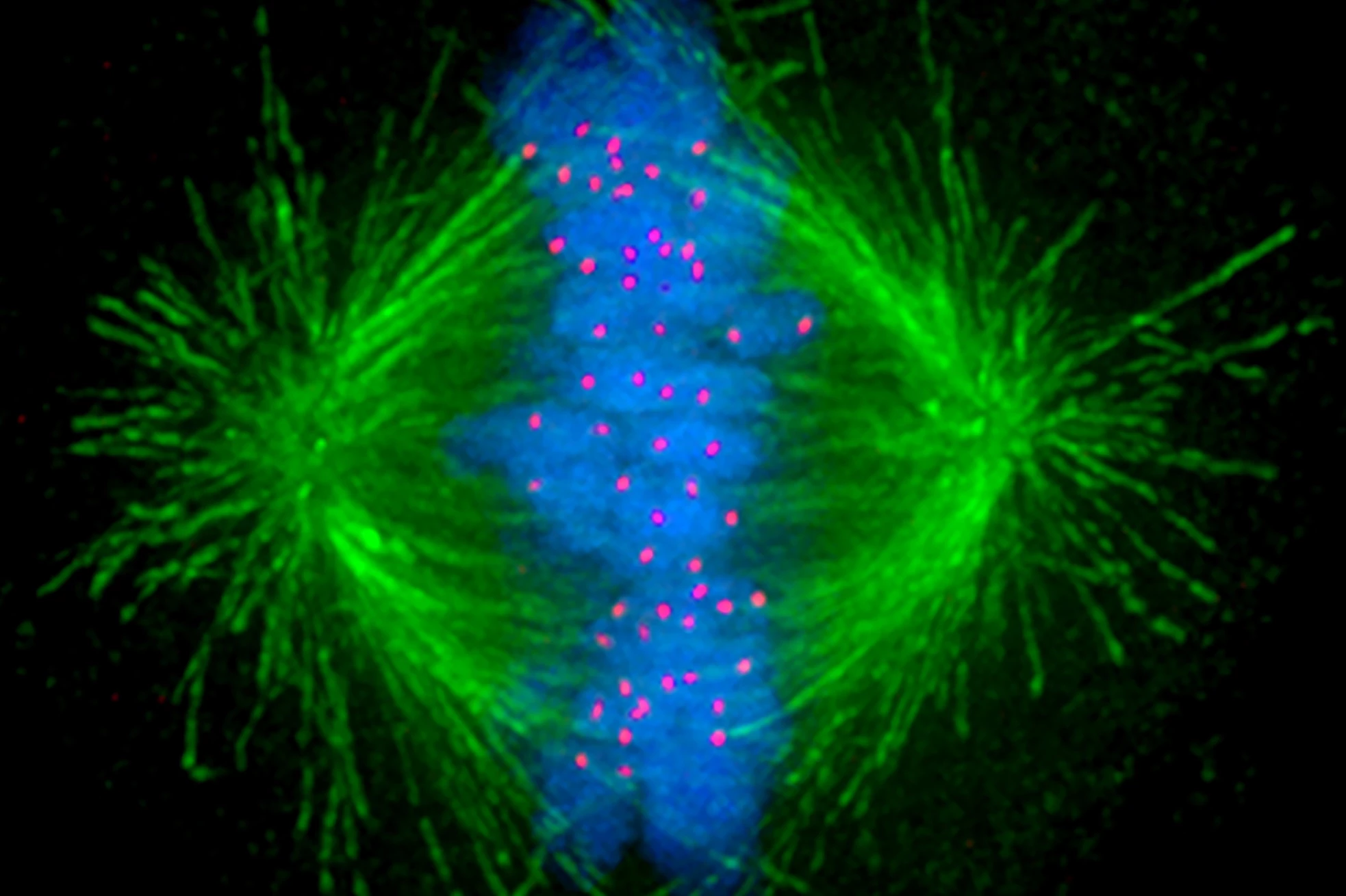 Researchers have, for the first time, observed how cancer cells are able to resist chemotherapy designed to stop cell division by fragmenting microtubules (green)