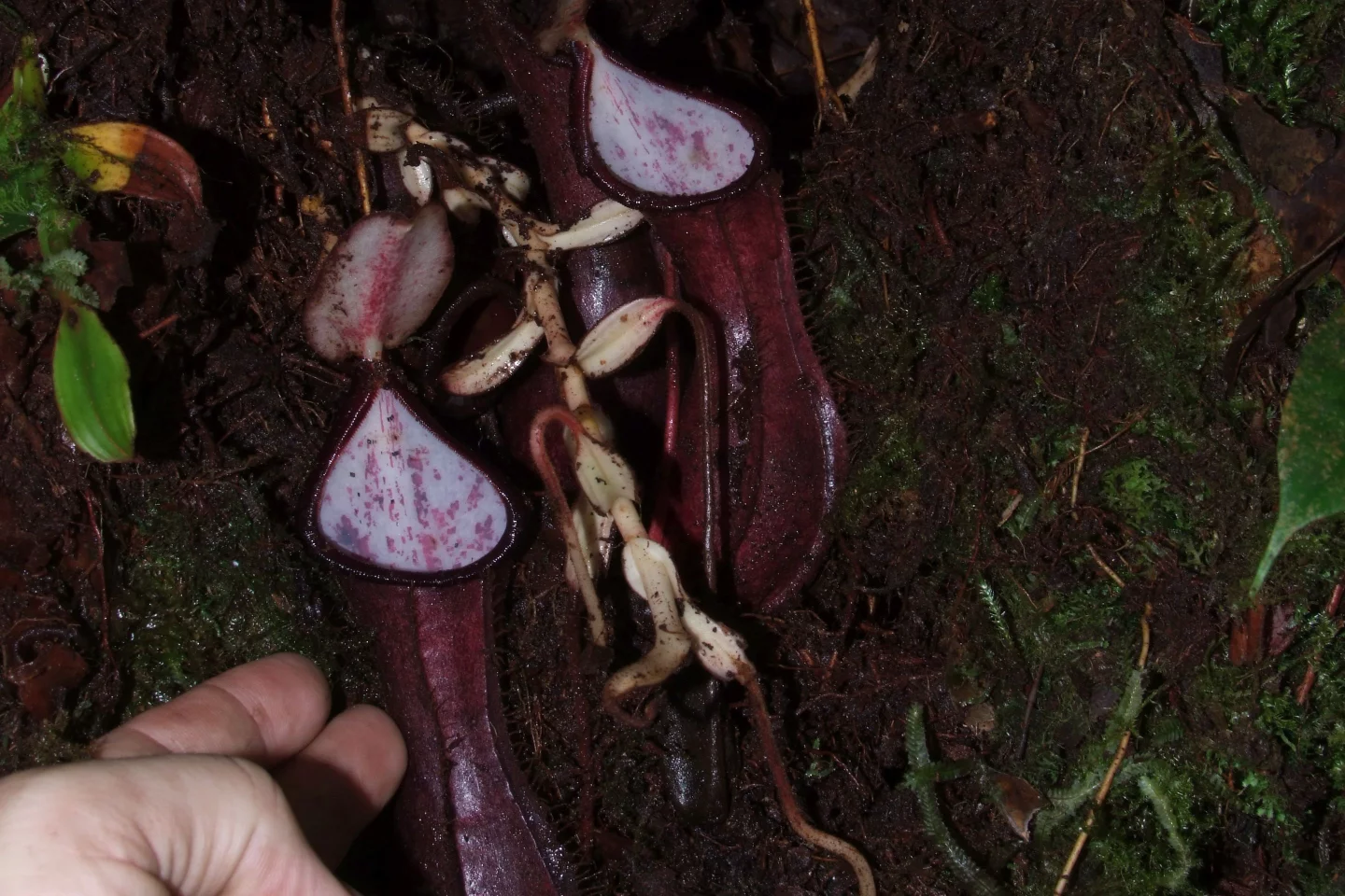 These pitchers were excavated from an underground cavity beneath a tree
