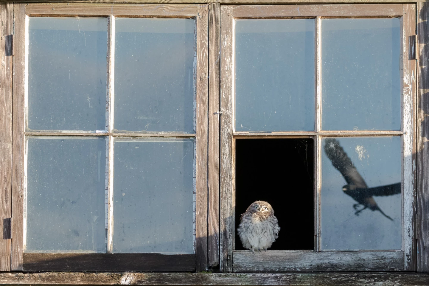 Runner-up Wildlife category. 'Startled Owl', UK
