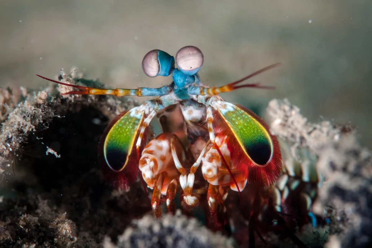 New research reveals how the mantis shrimp's deadly club weapon survives so many high-velocity impacts