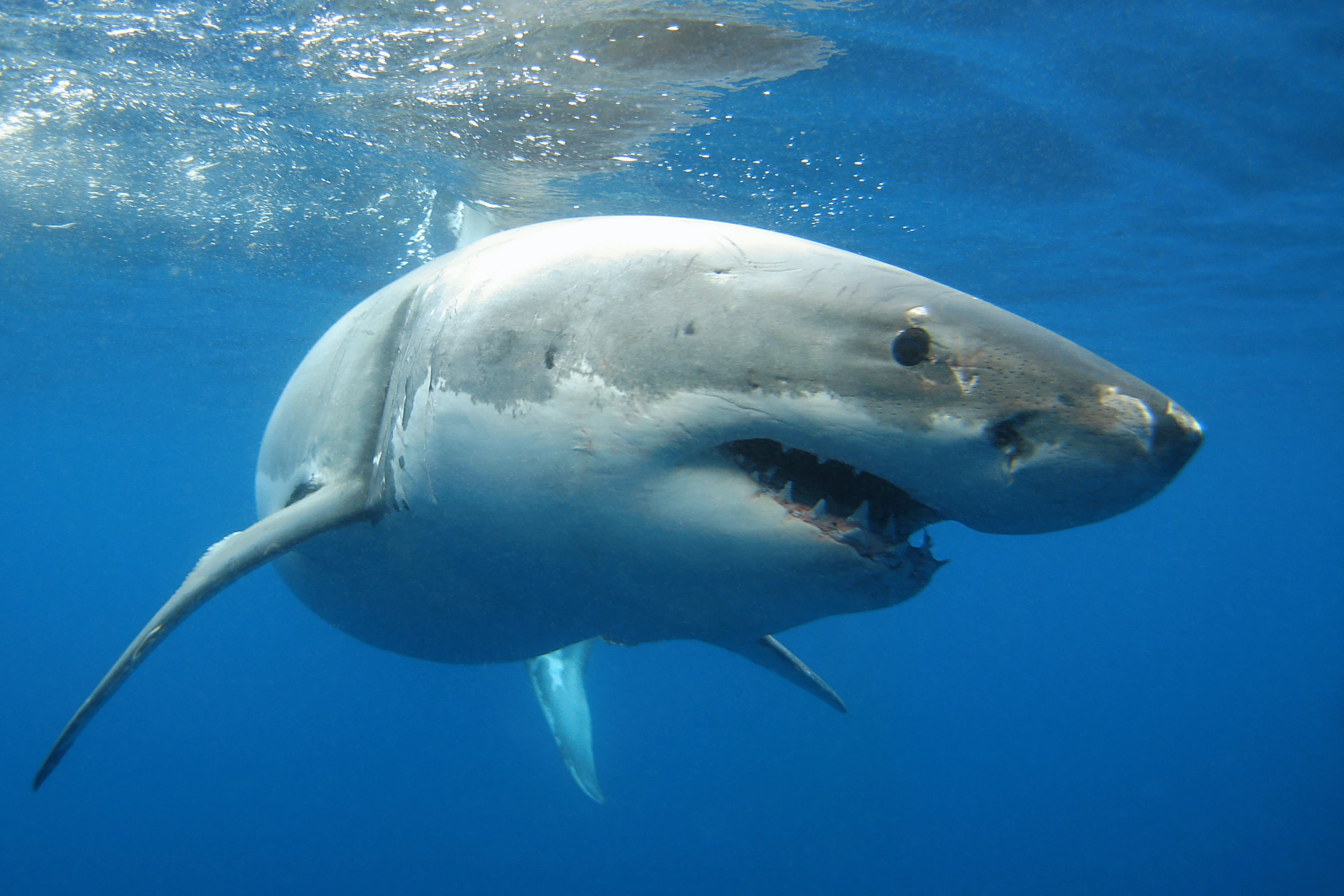 Great white sharks may get big when they grow up, but the babies are still relatively small and in need of protection from predators