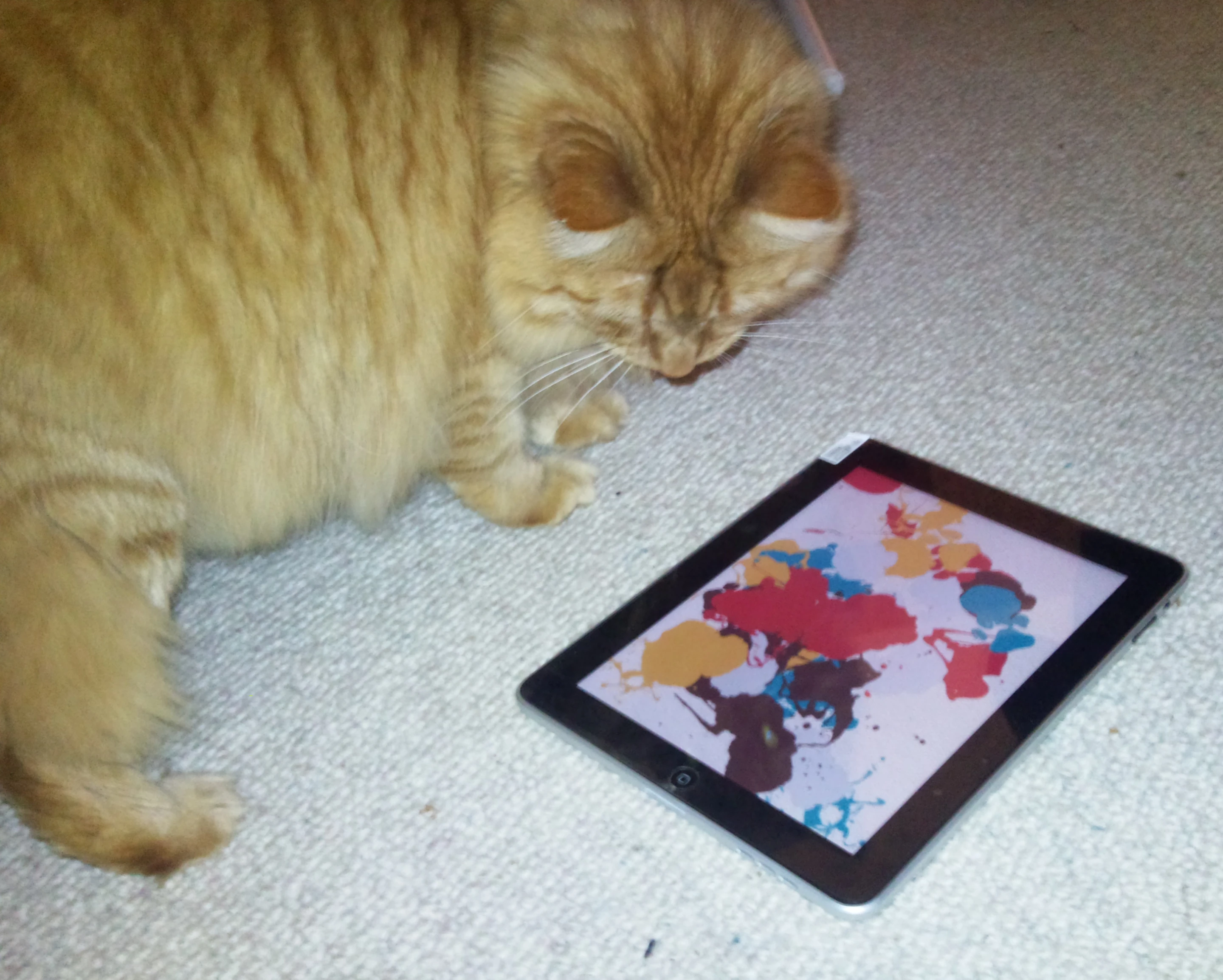iPad apps for cats (Photo: Kent Sutherland)