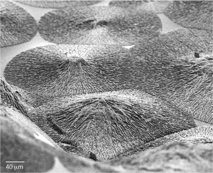 A close-up of the artificially-mineralized enamel-like material