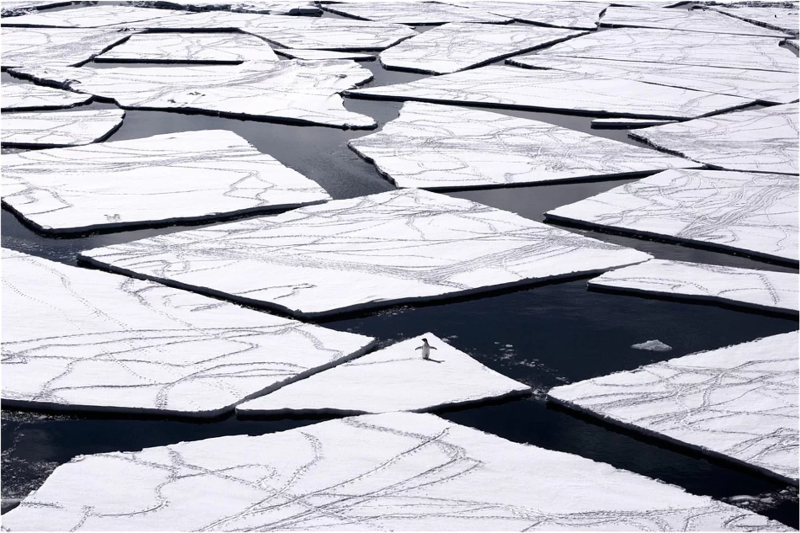 A lone penguin navigates the icy waters of the Ross Sea