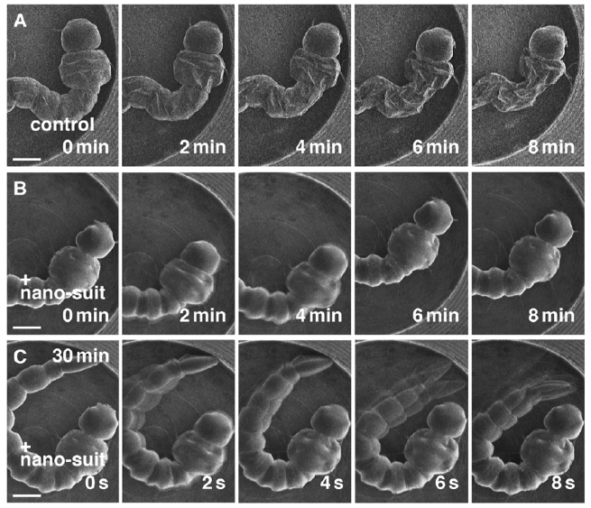 Compare and contrast: a mosquito larva with nano-suit, and without (Image: PNAS)