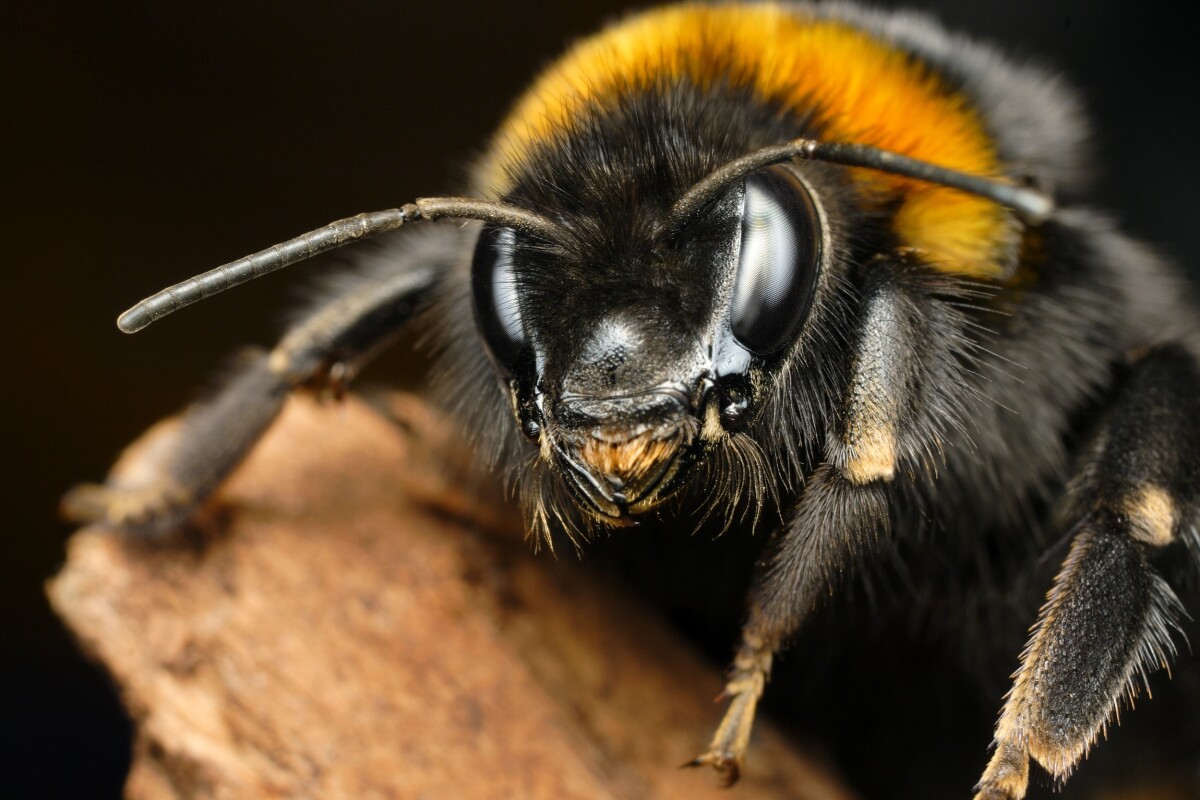 Positivity spreads like a contagion among bumblebees