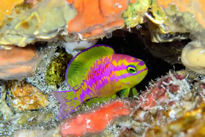 A new species of fish with neon coloring has been found in the "twilight zone" of the ocean off the coast of Brazil