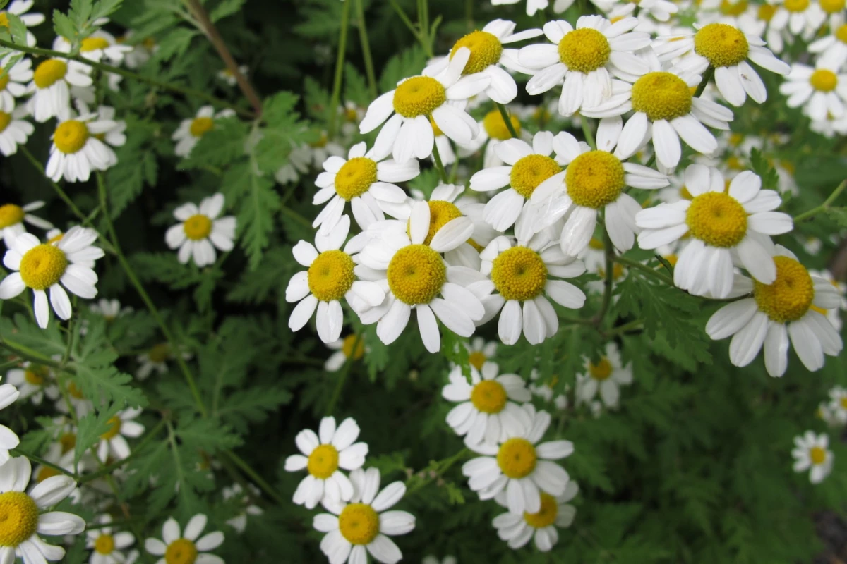 The common flower Feverfew has been found to host an anti-cancer compound
