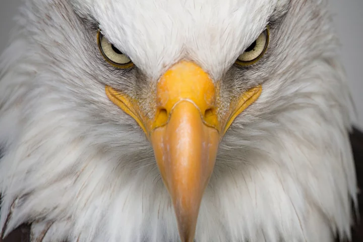 bald eagle head