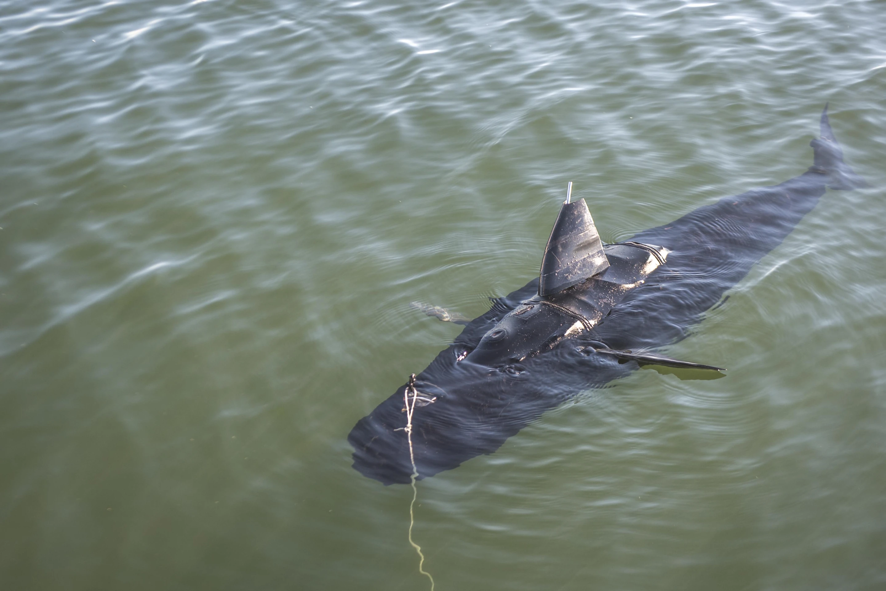 The GhostSwimmer cruises the waters of Virginia Beach