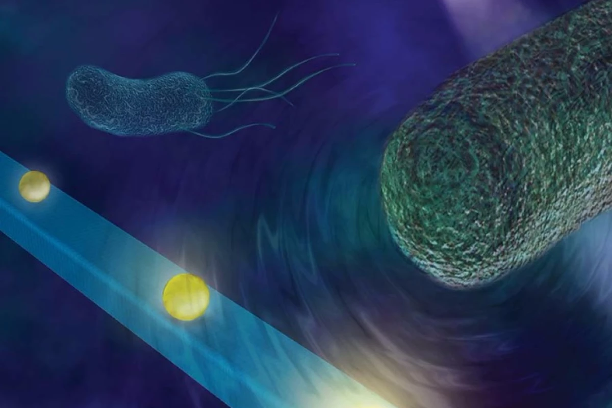 The nano-scale optic fiber detector can listen in on the sounds of individual cells or feel the minute forces produced by swimming bacteria