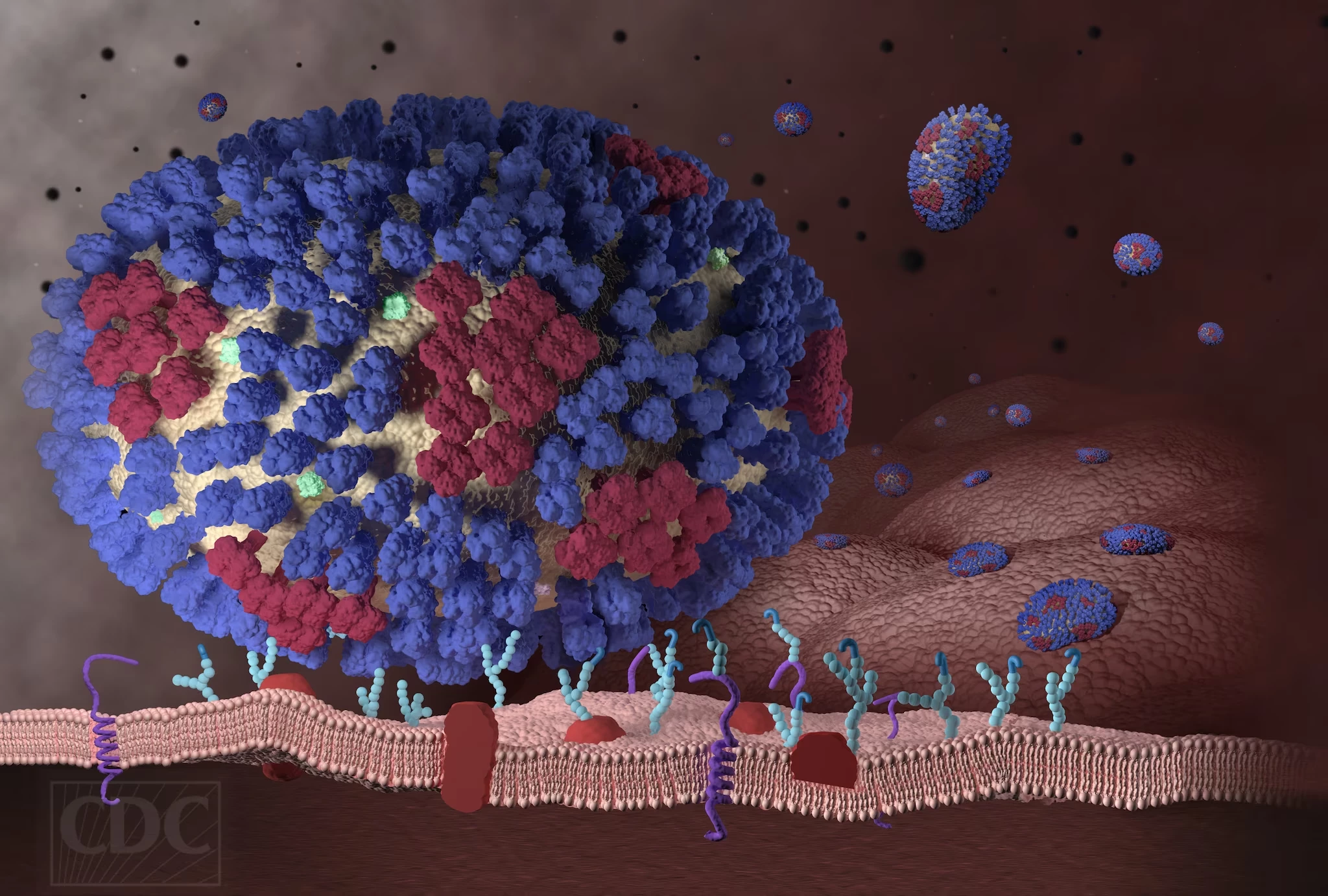 Understanding how the flu virus disrupts cellular function once it attaches could be a key way to combating the infections it causes