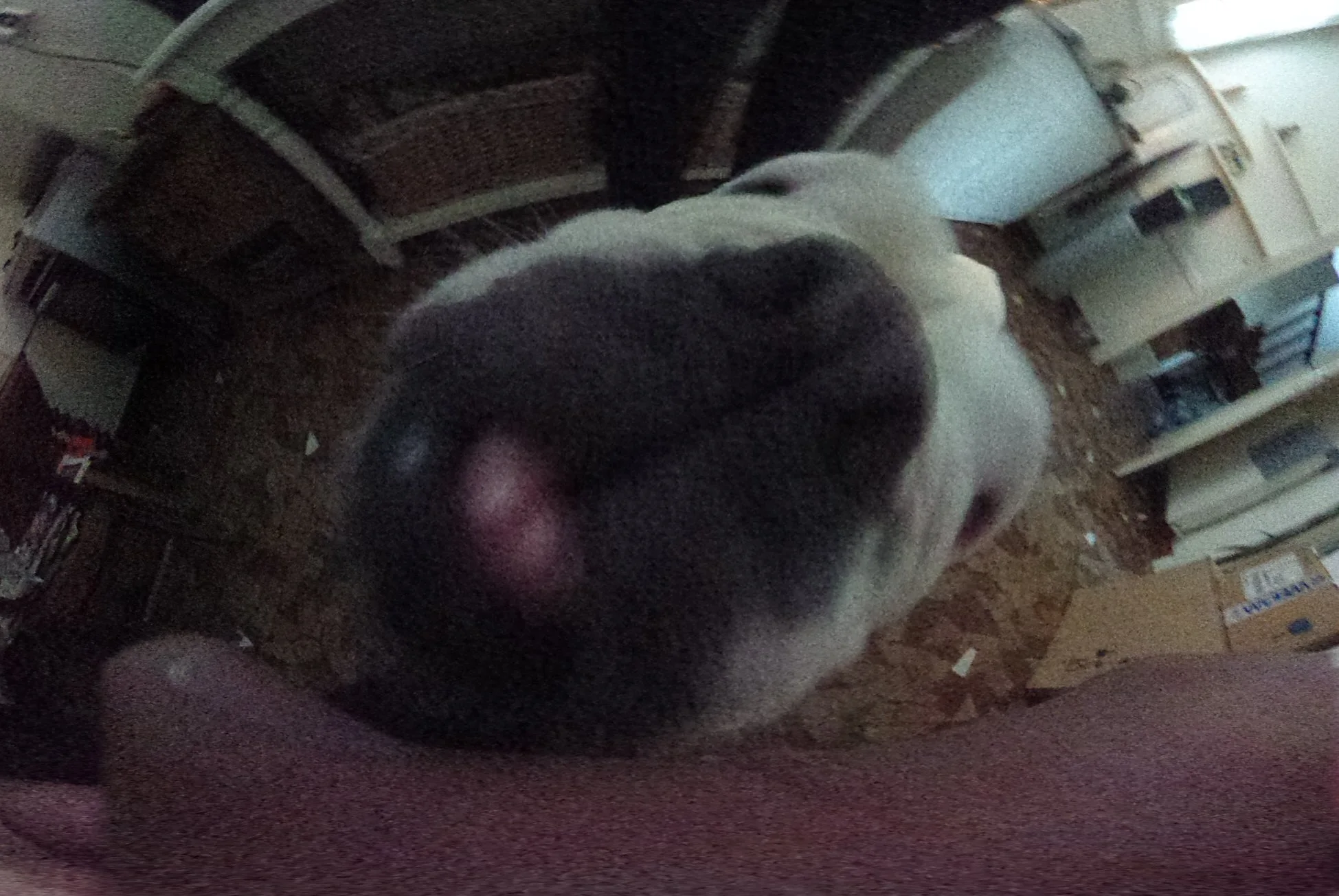 This shot demonstrates the rather grainy and noisy image produced in moderate indoor light