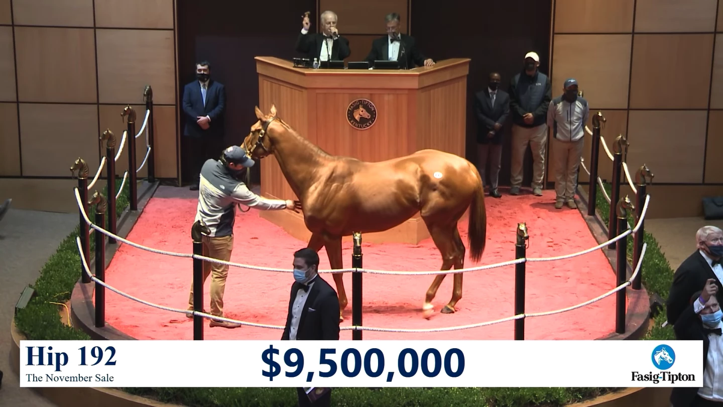 Monomoy Girl sold for $9,500,000 at Fasig Tipton Auctions on November 11, 2020, becoming the most valuable living creation of nature sold at auction during the year.
