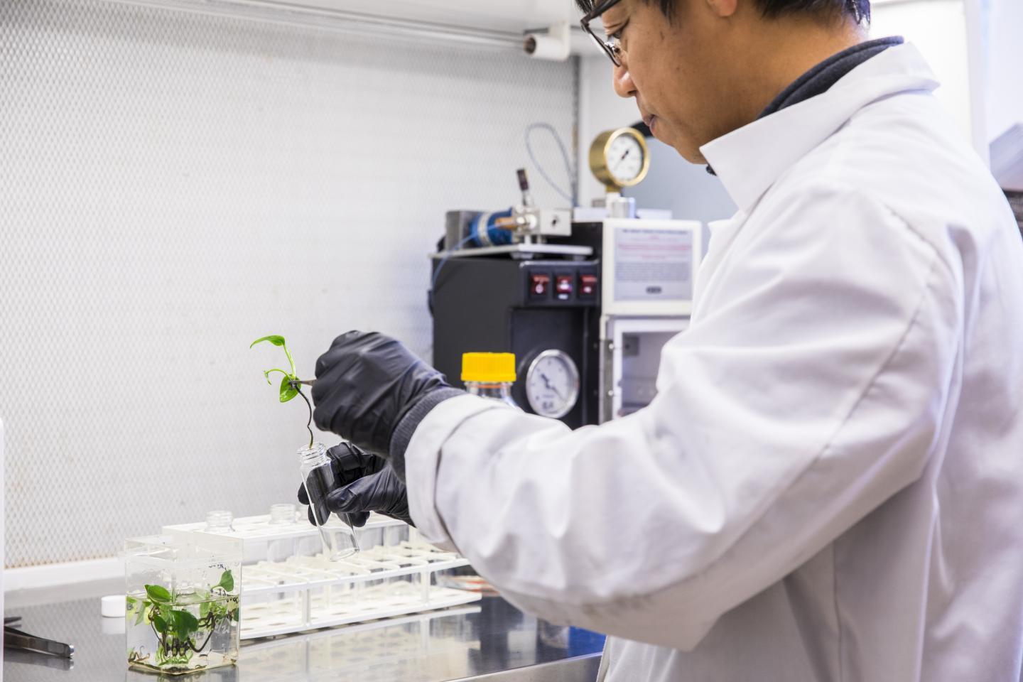Research scientist Long Zhang puts a pothos ivy plant into a glass tube to test its ability to break down benzene or chloroform
