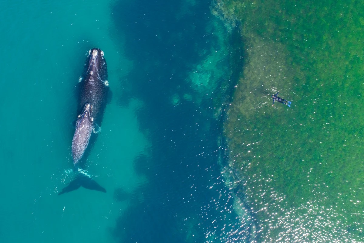 A swimmer gets (kinda) up close and personal with a whale