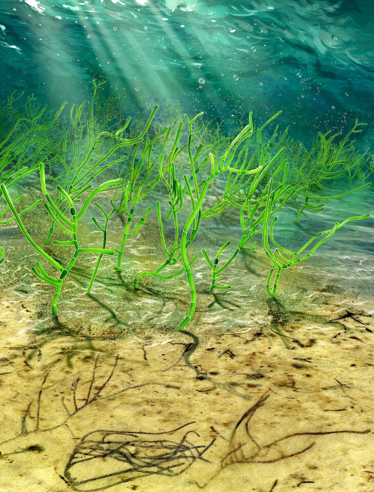 An artist's reconstruction of the ancient seaweed that lived one billion years ago