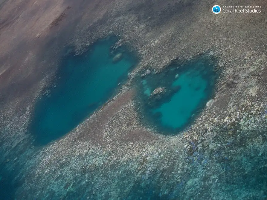 The Great Barrier Reef has experienced three major bleaching events in its recent history