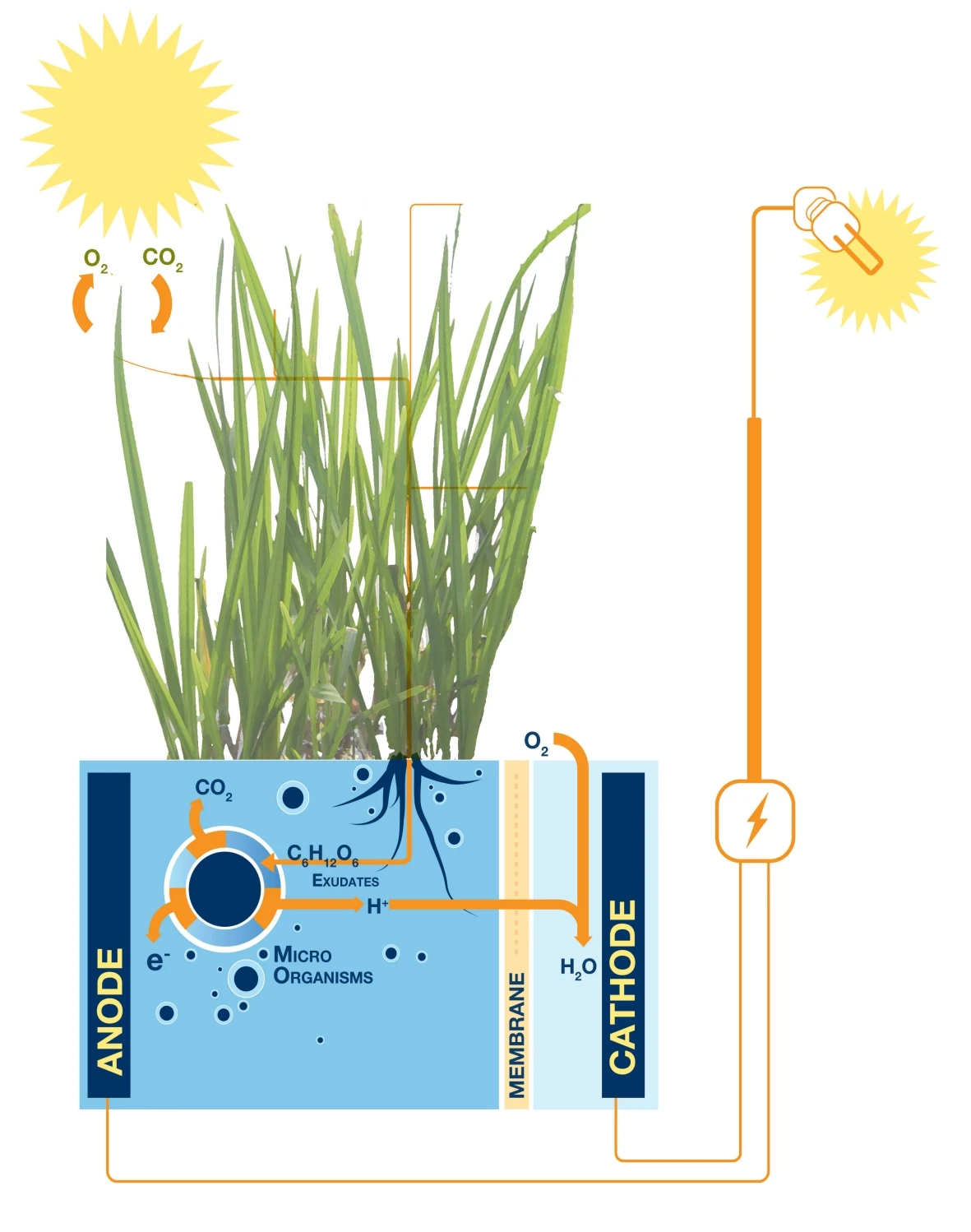 The Plant-Microbial Fuel Cell generates electricity from organic matter excreted from the roots of living plants