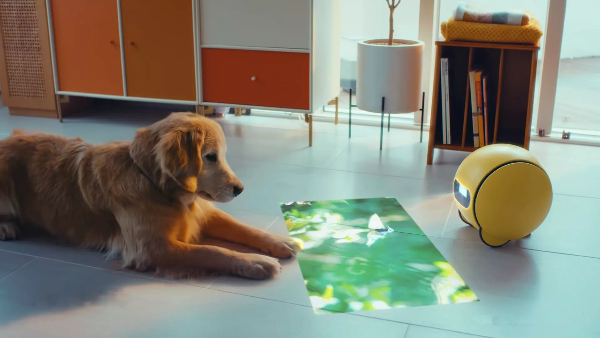 Samsung's Ballie smart robot assistant keeping pooch entertained while the home owner is at work