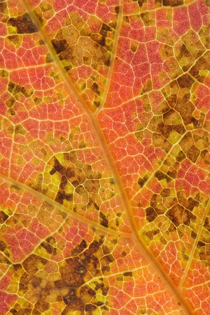 Image of Distinction: Underside of an Quercus rubra (northern red oak) leaf