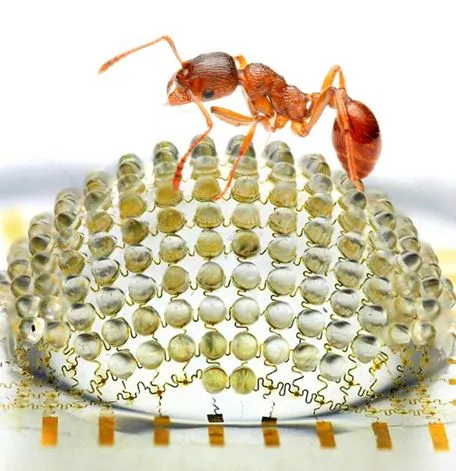 An ant, with the hemispherical camera