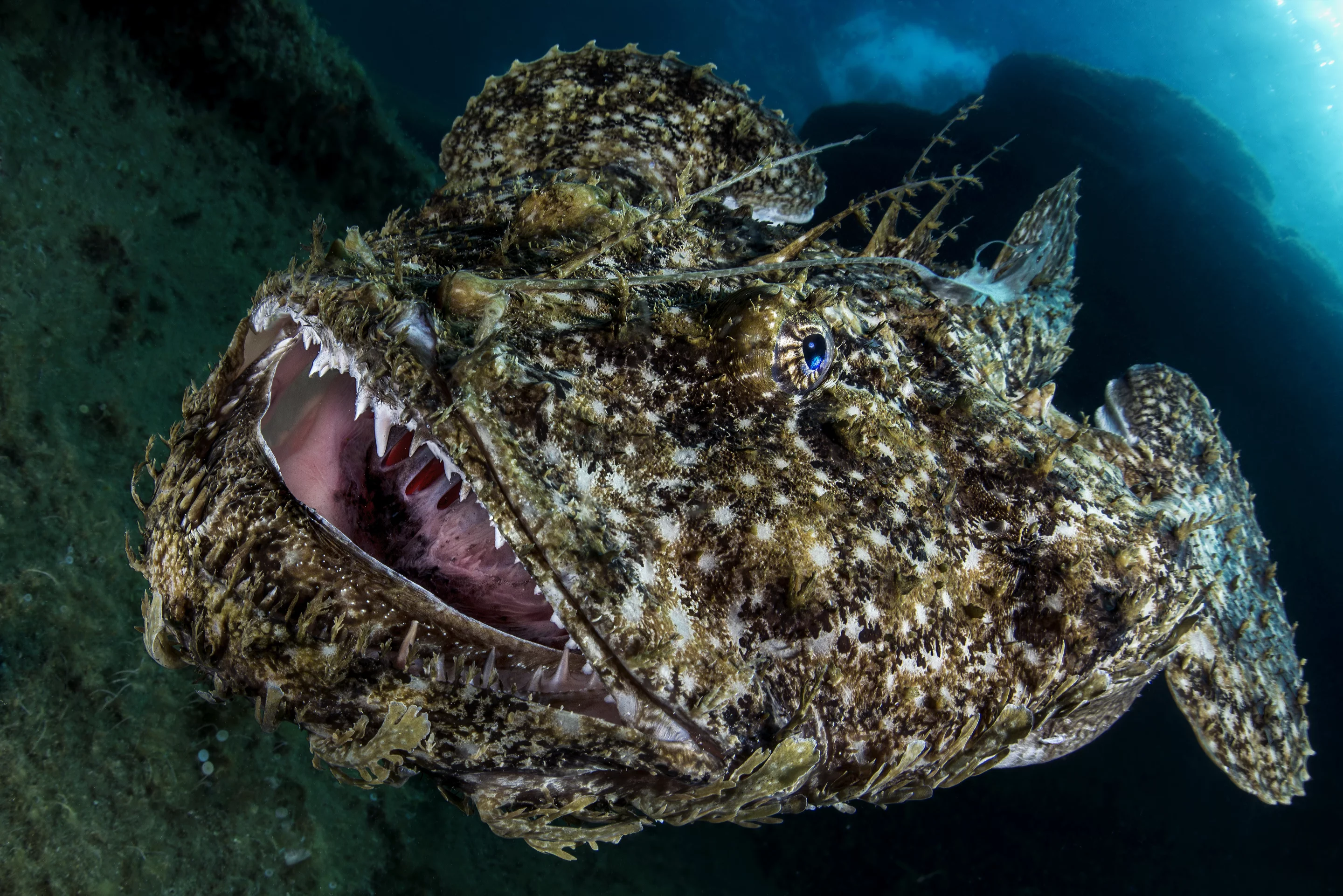 Commended, Category - Portrait. During mid winter month in central tirrenian sea monk fish come up from deep water for mating