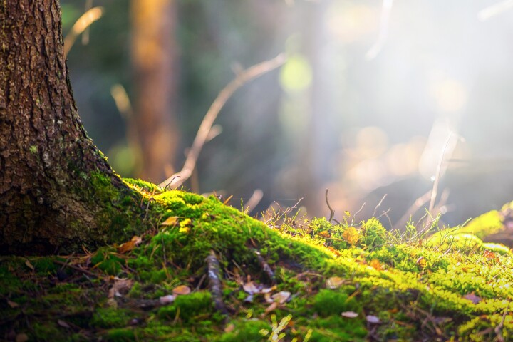 A huge new global study has shown why often-overlooked moss is crucial to ecosystems and could help with climate change