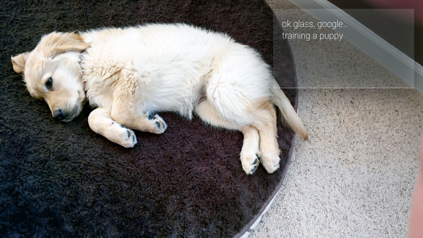 Can Google Glass help you train a puppy?