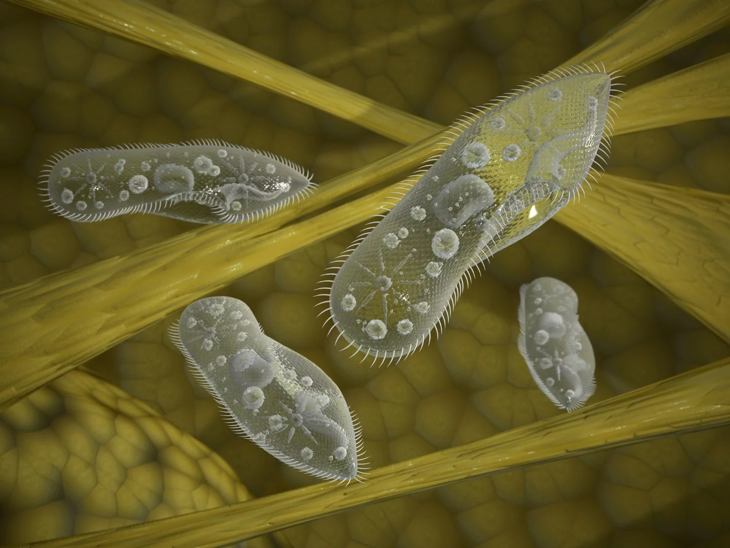 The new type of highly maneuverable microrobot uses a propulsion system inspired by the ciliated organism, the paramecium