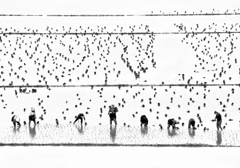 Women Rice Farmers: Highly Commended in the People category