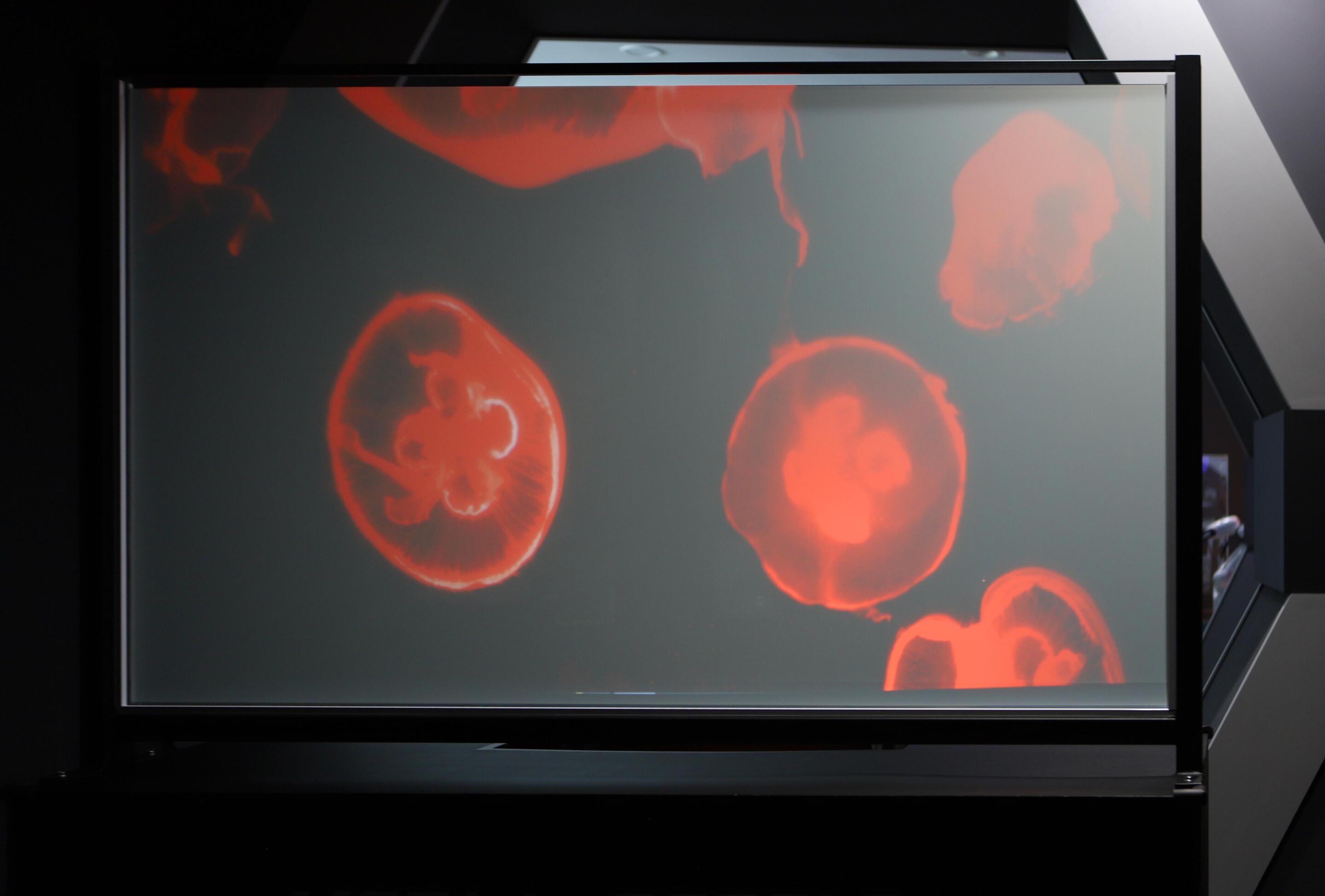Researchers find cheaper way to mass produce large transparent screens