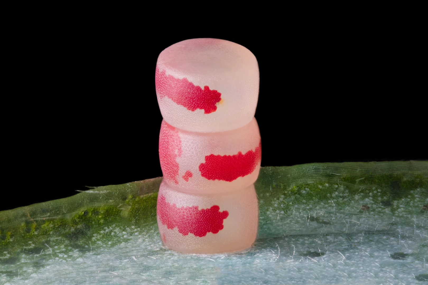 Niko Small World. 11th Place. Moth eggs. 10X (Objective Lens Magnification)