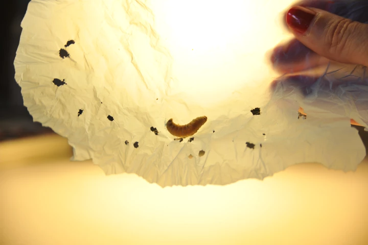 Scientists have pinpointed enzymes in wax worm saliva that can degrade plastic bags in hours
