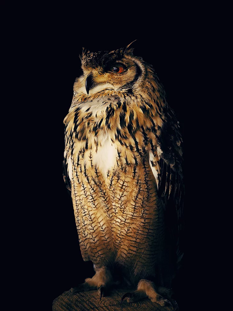 2nd Place, Animals. Owl. Kisarazu, Japan, iPhone X.