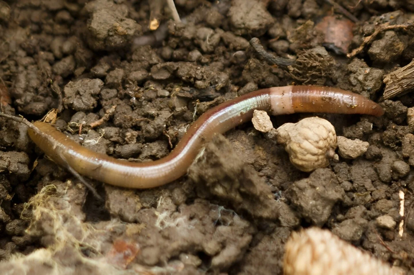 Alien Worm Insect The alien earthworm invasion is here, says new study
