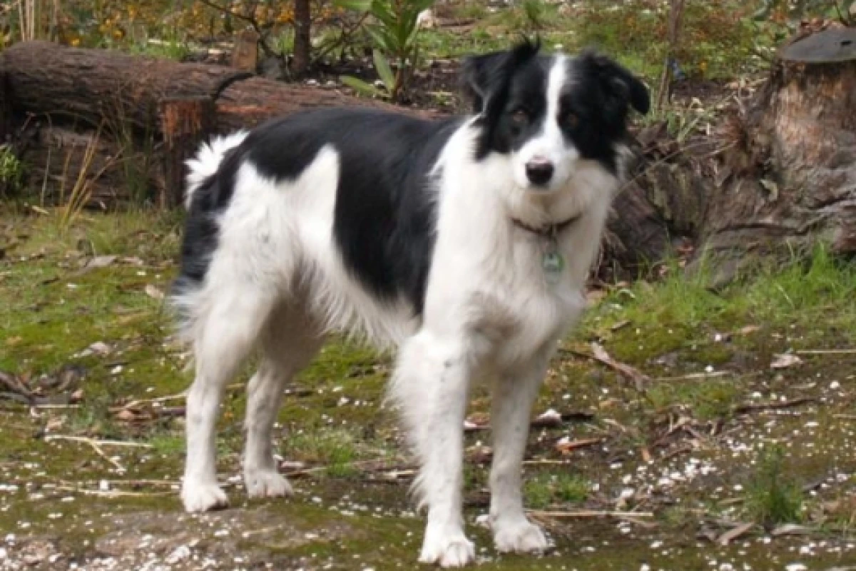 Makes traditional pet tags obsolete