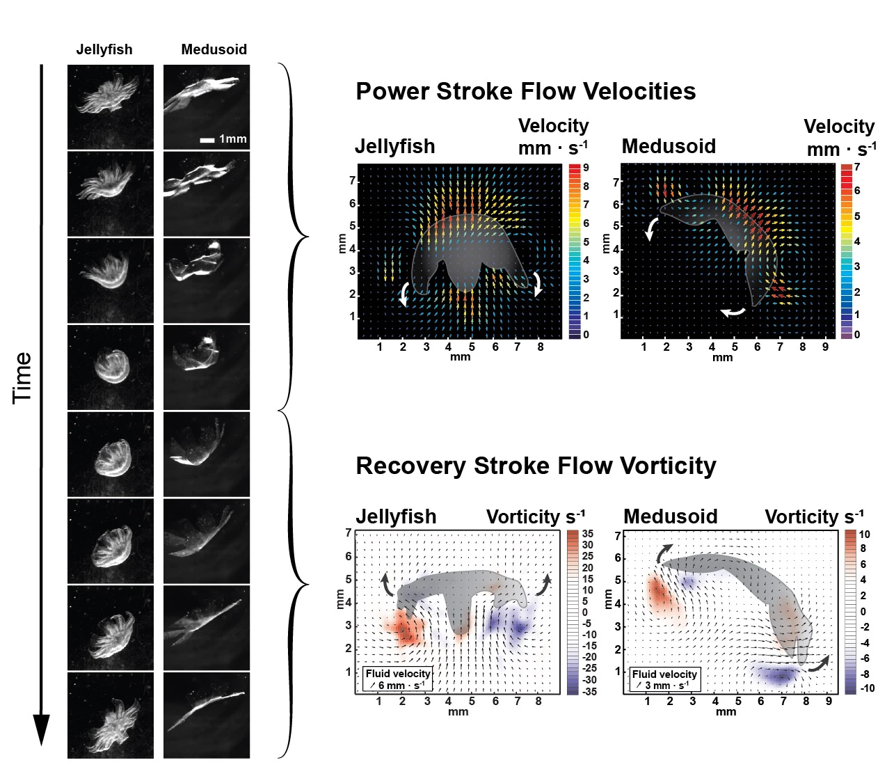 Swim strokes in jellyfish and Medusoid. In both systems, the power stroke accelerates the fluid and generates thrust (right, top). This could also be used for pumping fluid. The recovery stroke generates a vortex that draws fluid towards the bell (right, bottom). This vortex helps jellyfish capture their prey (Image: Janna Nawroth - Caltech)