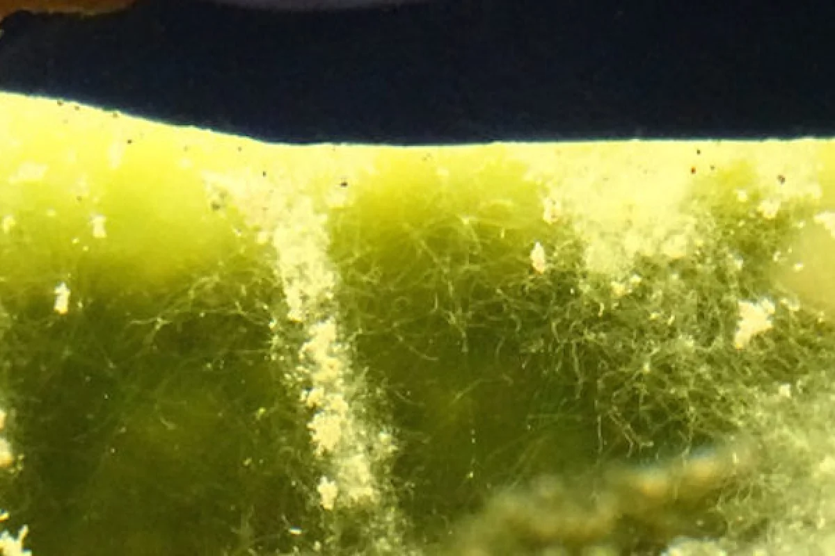 Researchers are developing "smart bricks" that will produce power, water and other resources thanks to microbial fuel cells